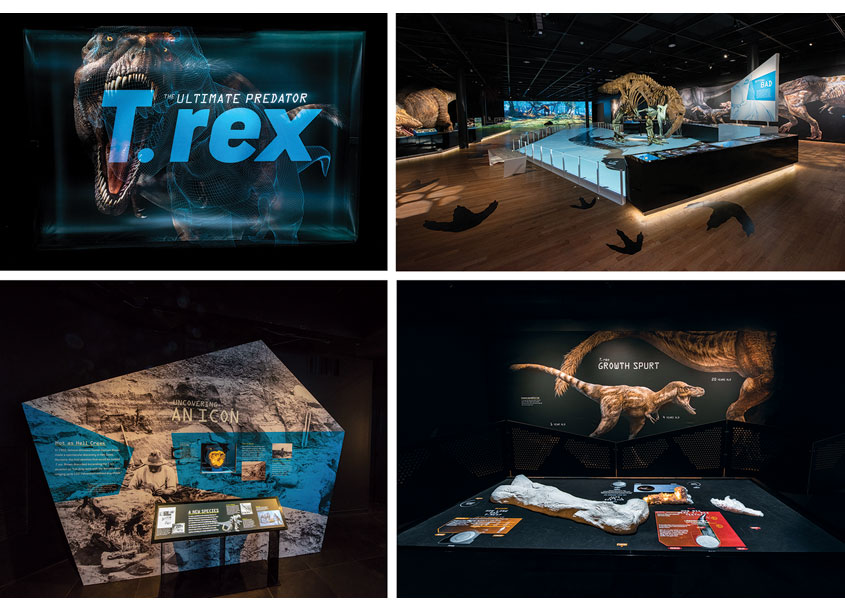 American Museum of Natural History T/rex: The Ultimate Predator