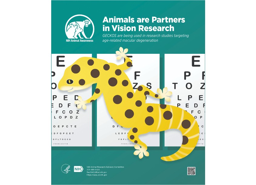 National Institutes of Health | NIH Medical Arts Branch Animals Are Partners in Vision Research